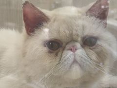 -囡的喵喵酱·萌宠生活馆·宠物洗护美容(胶州路店)