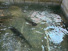 -高家小院铁锅炖大鹅(哈西高铁站店)