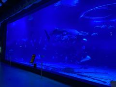 -烟台海昌鲸鲨海洋公园