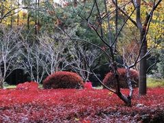 -徐家汇源景区-衡山公园