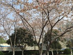 -西北湖绿化广场