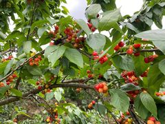 -樱桃山旅游景区