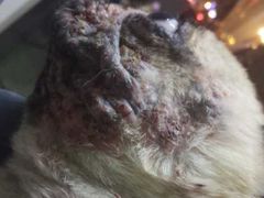 -瑞鹏瑞爱宠物医院·全科·猫科·血液透析中心(龙头寺店)