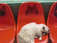-猫咪博物馆(顶澳仔猫街店)