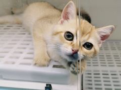 -lincat·猫舍(广州店)