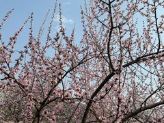 -北京十三陵国家森林公园蟒山景区