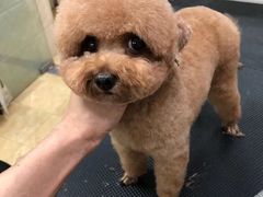 -美联众合动物医院·24h京西诊疗中心
