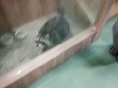 -藦茜花园宠物主题亲子互动体验馆(国顺东路店)