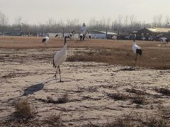 -盐城丹顶鹤湿地生态旅游区