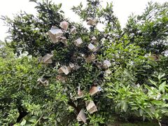 -樱桃山旅游景区