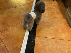 -more than meow吴止猫主题餐厅(承德 中船汇店)