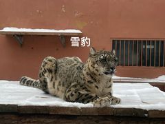 -青藏高原野生动物园