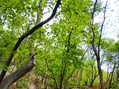 -大岭沟猕猴桃谷风景区
