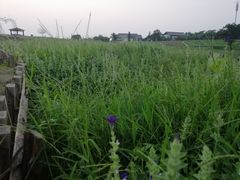 -大塘金香草谷