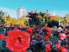 -香蜜公园