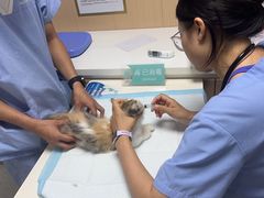 -谐和贝康宠物医院24小时·宠保定点(急重症转诊中心)
