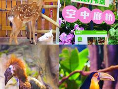-正佳雨林生态植物园