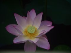 -荔湾湖公园