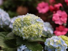-深圳仙湖植物园