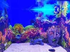 -芜湖新华联大白鲸海洋公园