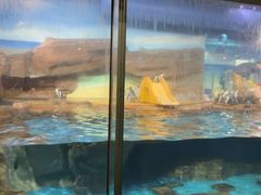 -海合安武汉极地海洋公园