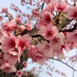 它不再封城 像往年那样
