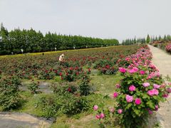 -上海长兴岛郊野公园