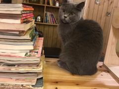 -猫色咖啡·猫咖