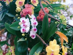 -海心沙亚运公园