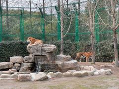 -上海野生动物园