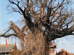 -大槐树寻根祭祖园
