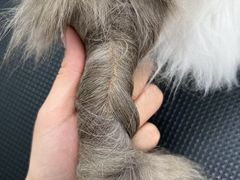 -唐小姐の猫狗洗护·购宠旗舰店(周浦万达店)