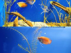 -上海海洋水族馆