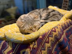 -喵屿·大理花园猫咖
