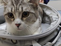 -中农国际动物医院24小时·猫科·骨科·急重症中心
