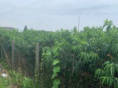 -南汇新场正宗水蜜桃采摘