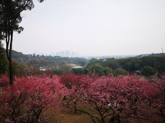 -无锡梅园公园