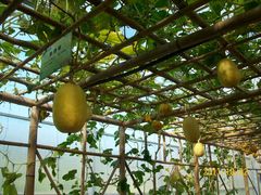 北京观光南瓜园&nbsp;(24)-观光南瓜园