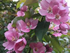 -长白岛森林公园