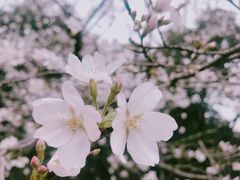 -武汉大学-樱园