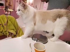 -三花喵·撸猫购宠·宠物生活馆(虹桥南丰城店)
