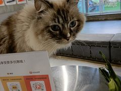 -浣熊柯尔鸭土拨鼠·电玩咖