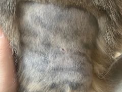 -乐琪宠物医院·犬猫专科·骨外科·急重症