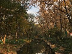 -上海共青森林公园