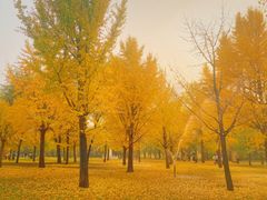 -北京奥林匹克公园