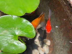 -曲水兰亭(北京四惠店)