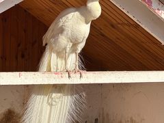 -J Create城市露营咖啡·简餐·宠物(上海动物园店)