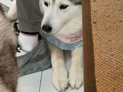 -星多哈·狗咖·拼豆·咖啡