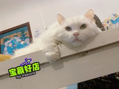-Anne猫窝咖啡屋
