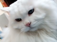 -Anne猫窝咖啡屋